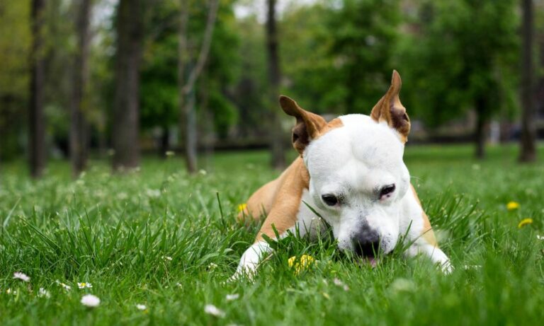 Por Que Cachorros Comem Grama Panorama PetVet