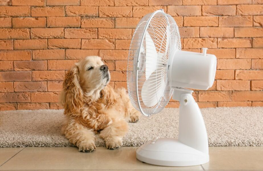 Dicas Para Cuidar De Pets No Calor Panorama Petvet