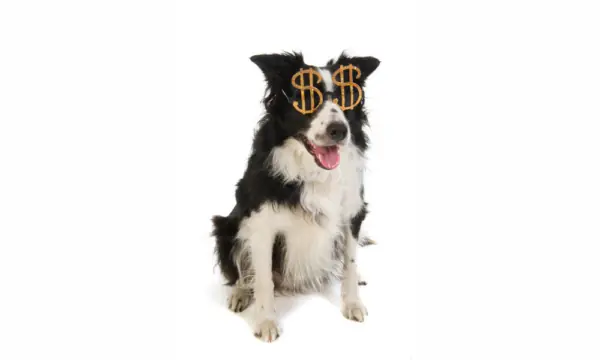 Gastos com pets Segundo ano da pandemia registra 129% de aumento nos gastos com pets