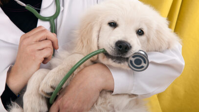 plano de saúde para pets