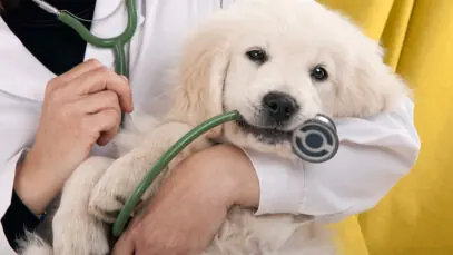 plano de saúde para pets