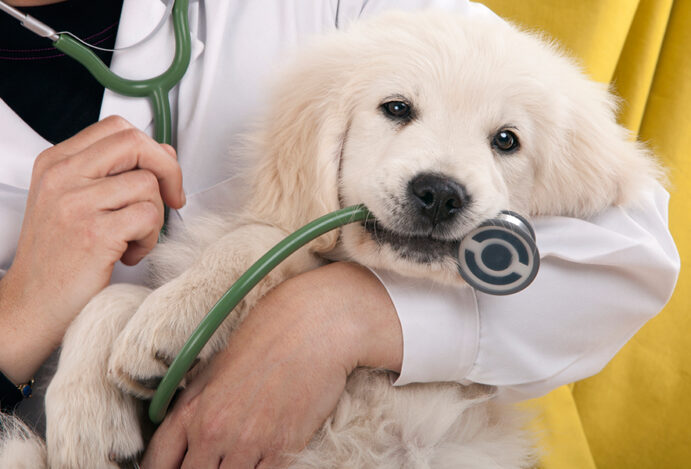 plano de saúde para pets