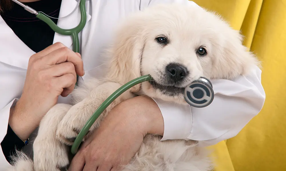 Mercado pet cresce 363% e planos de saúde são a bola da vez