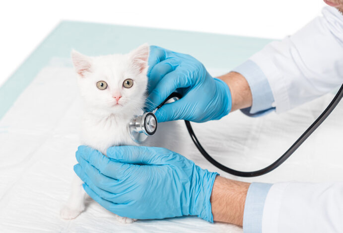 Vereador propõe programa de atendimento veterinário gratuito