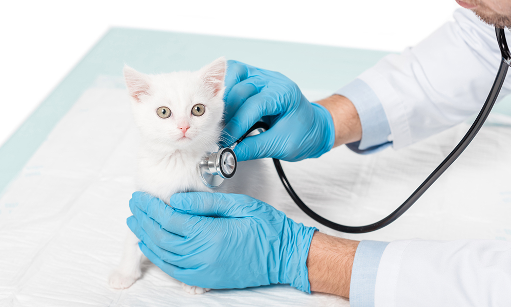 Vereador propõe programa de atendimento veterinário gratuito