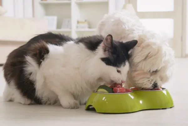 alimentos naturais 69% dos tutores de pets preferem alimentos naturais