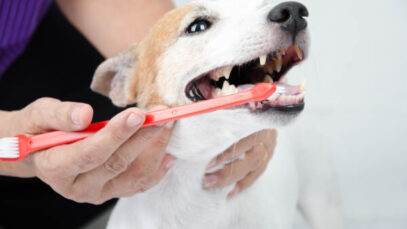 A importância da higiene bucal para os animais de estimação