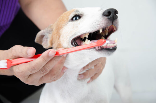 A importância da higiene bucal para os animais de estimação