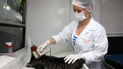 postos de saúde para pets