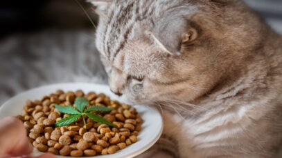 Canabidiol para pets