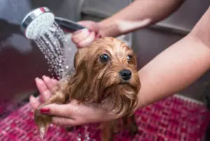 Clínica veterinária popular tem mensalidade de R$ 24,90 