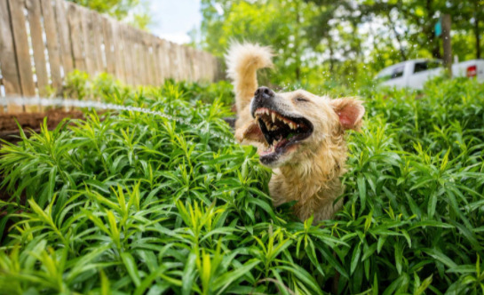 fotos engraçadas de pets