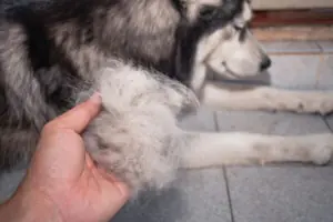 Alopecia em pets também pode acontecer. Saiba como resolver 