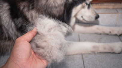 Alopecia em pets também pode acontecer. Saiba como resolver