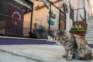Brasileiros criam método pioneiro para castração de cães e gatos