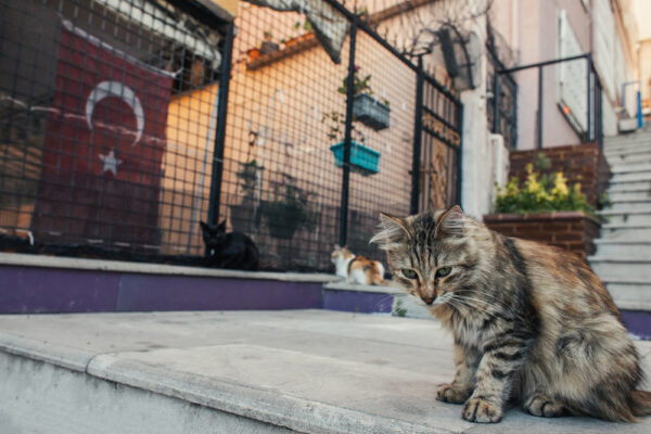 Brasileiros criam método pioneiro para castração de cães e gatos