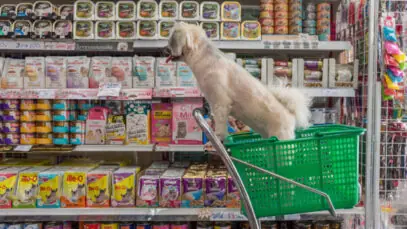 venda de animais em pet shops