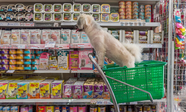 venda de animais em pet shops