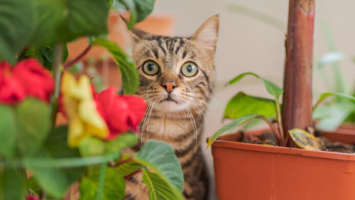 plantas pet friendly