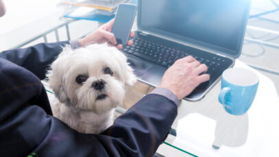 vagas para donos de pet