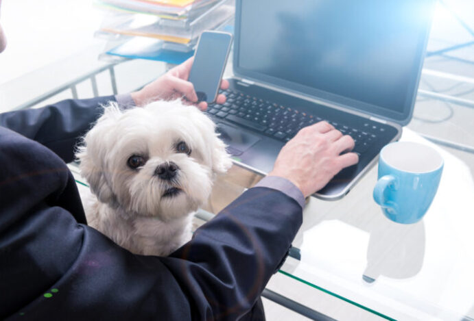 vagas para donos de pet
