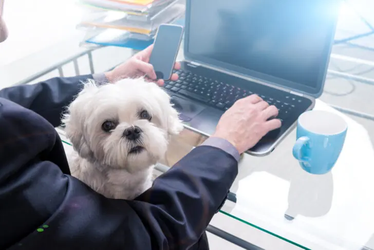 vagas para donos de pet vagas para donos de pet
