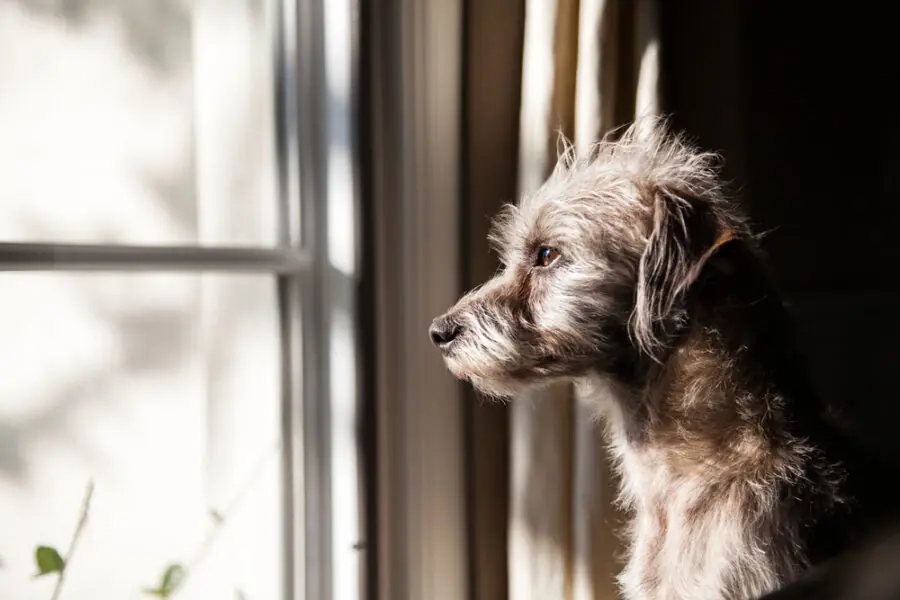 Ansiedade nos cães