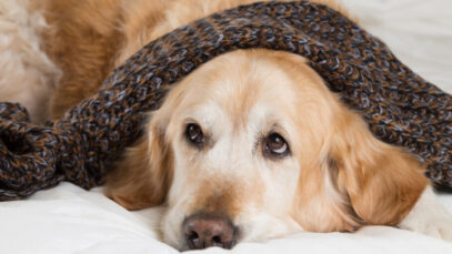 gripe canina