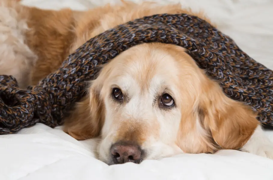 gripe canina