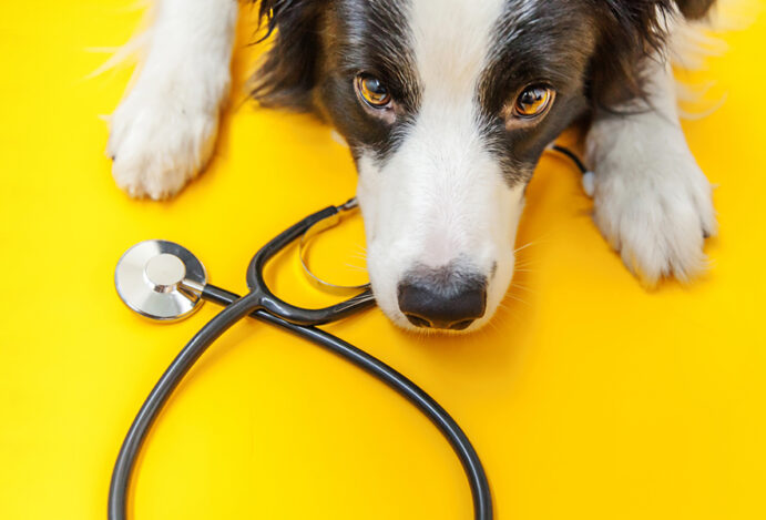 Seguro para pets