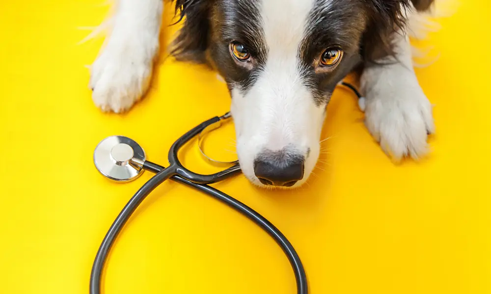 Seguro para pets