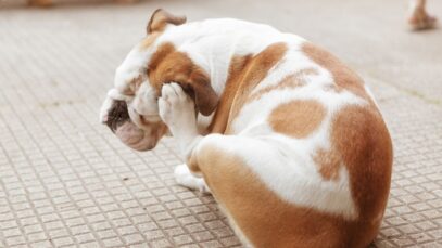 Cão se coçando de pulga
