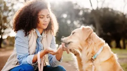 Divisão de custos de pet após separação