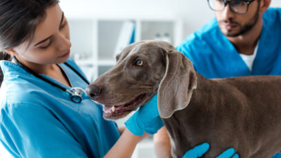 franquias veterinárias franquias veterinárias