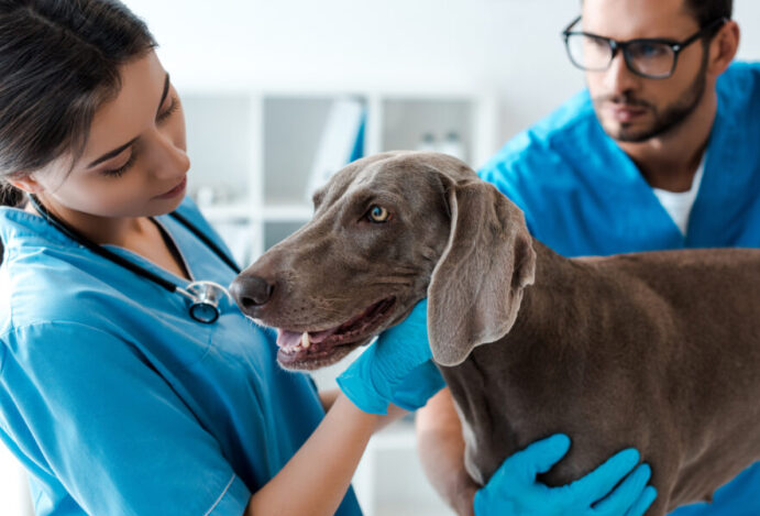 franquias veterinárias