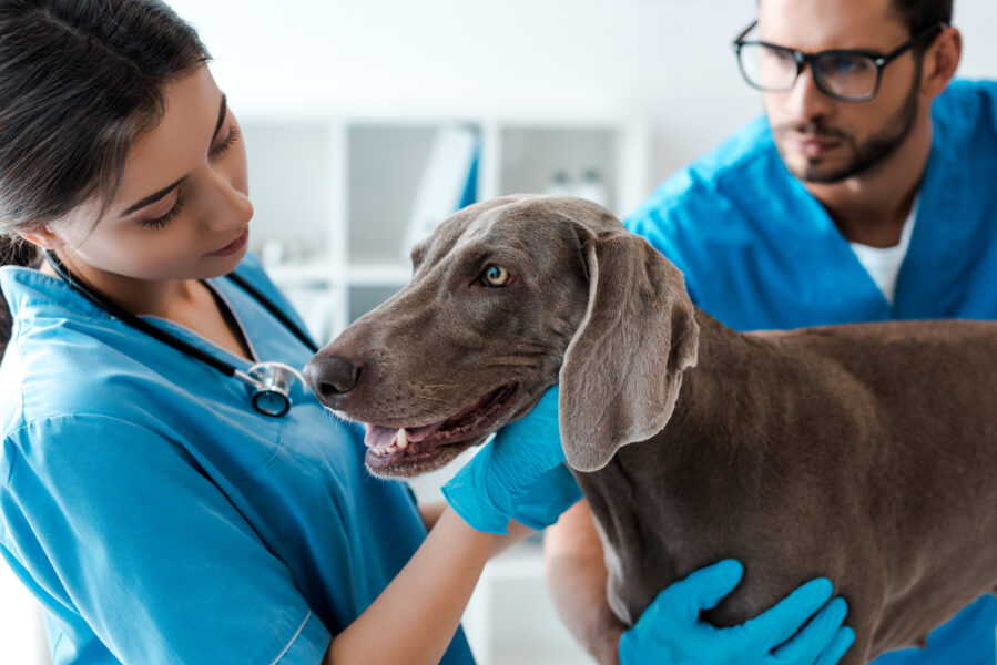 franquias veterinárias