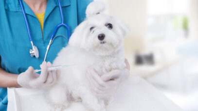 gripe canina