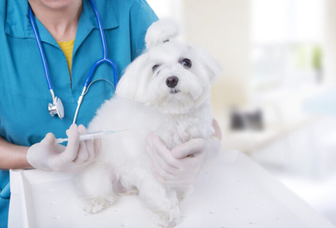 gripe canina