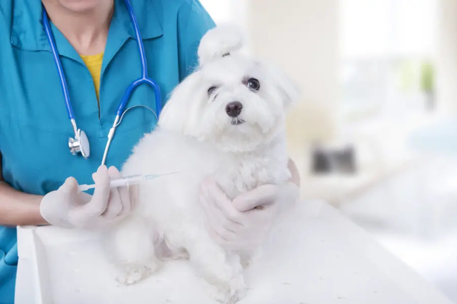 gripe canina