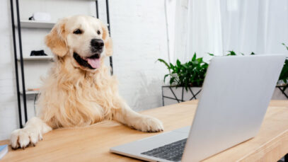 startups para o mercado pet