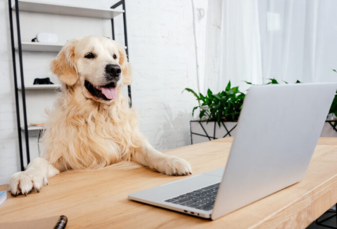 startups para o mercado pet