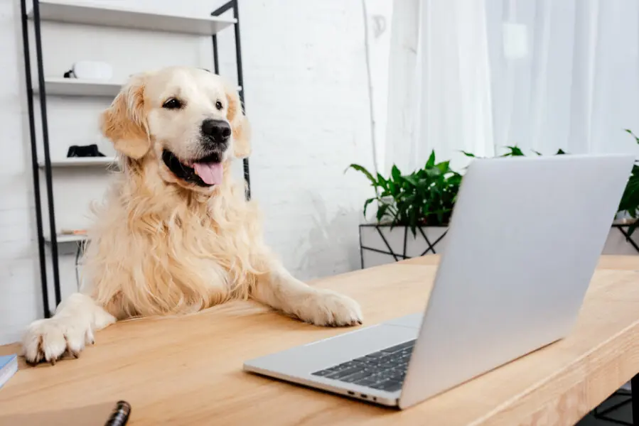 startups para o mercado pet