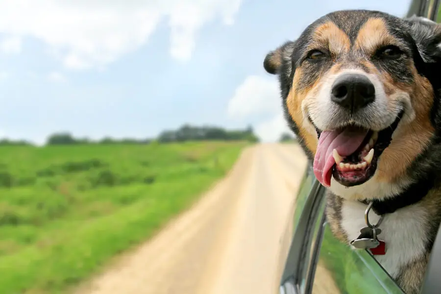 German Shepherd Dog Sticking Head Out Driving Car Window raças de cachorro