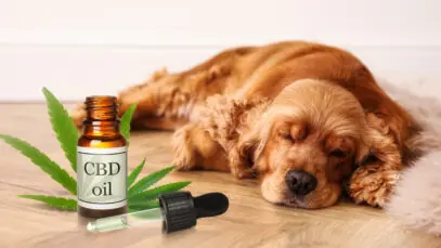 cannabis na veterinária