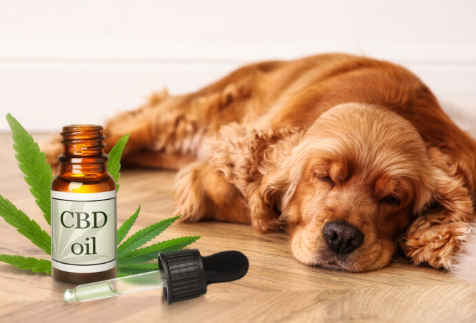 cannabis na veterinária