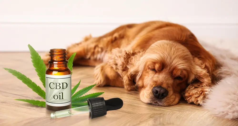 cannabis na veterinária
