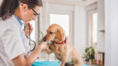 concurso para veterinários