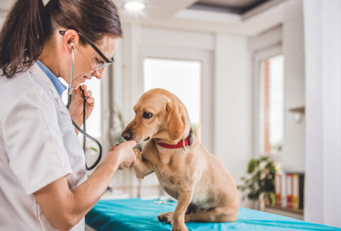 concurso para veterinários