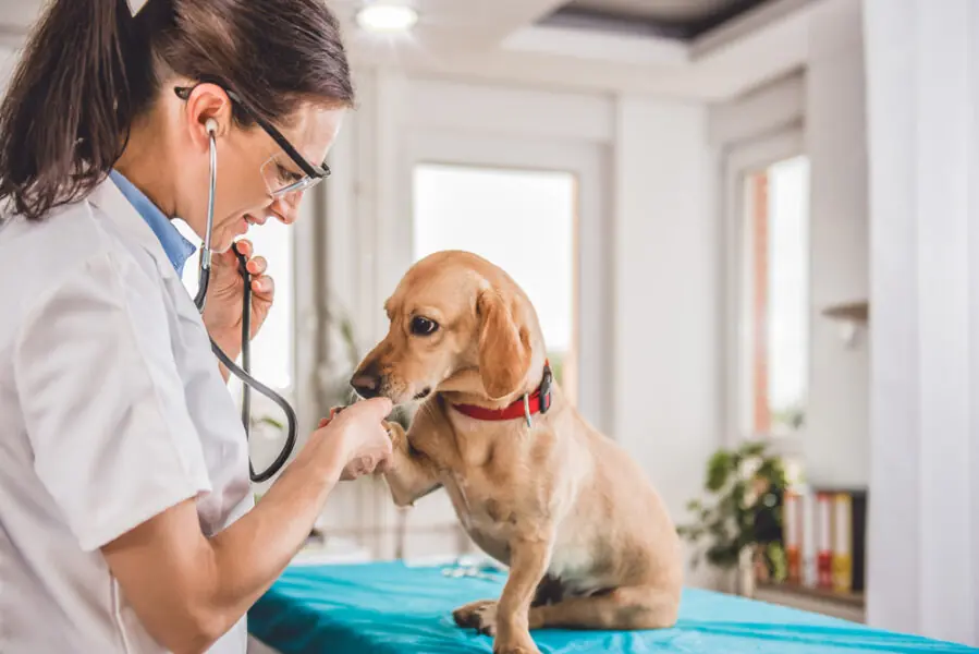EaD para veterinários EaD para veterinários
