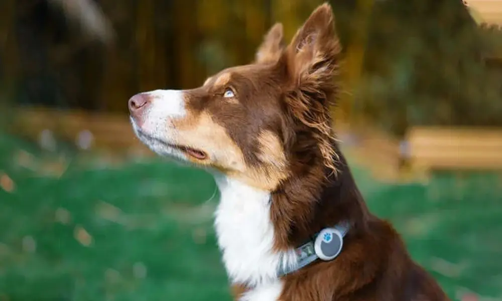 MSD, Sure PetCare MSD investe em petnologia